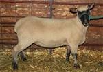 Sheep Trax Marigold 430M